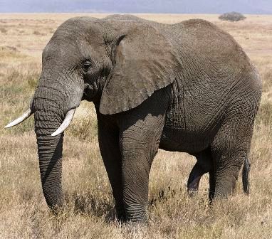 Image: elefante africano de la sabana macho. Cortesía de Ikiwaner.